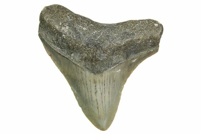 Juvenile Megalodon Tooth - North Carolina #361732
